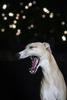 Whippet in the studio