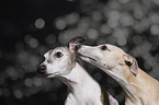 Whippets in the studio