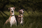 female Whippet