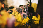 female Whippet