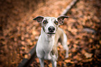 Whippet