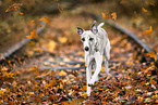 Whippet