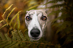 Whippet