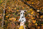 Whippet