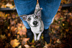 Whippet
