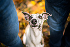 Whippet