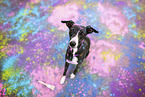 sighthound