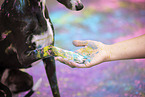 sighthound