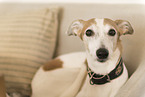 sighthound