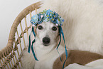 sighthound