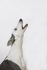 sighthound