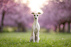 Whippet
