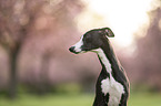Whippet