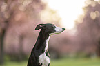 Whippet