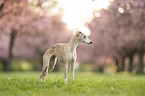 Whippet