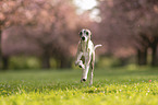 Whippet