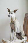 Whippet