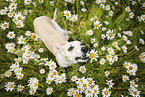 Whippet