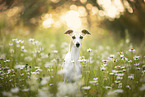 Whippet