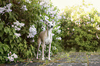 Whippet