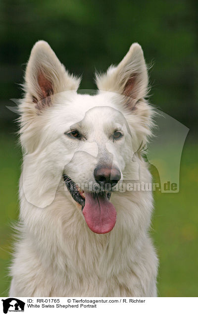 White Swiss Shepherd Portrait / RR-01765