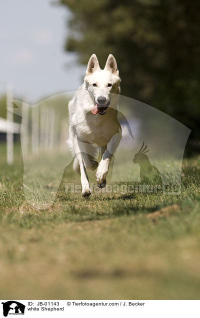 white Shepherd / JB-01143