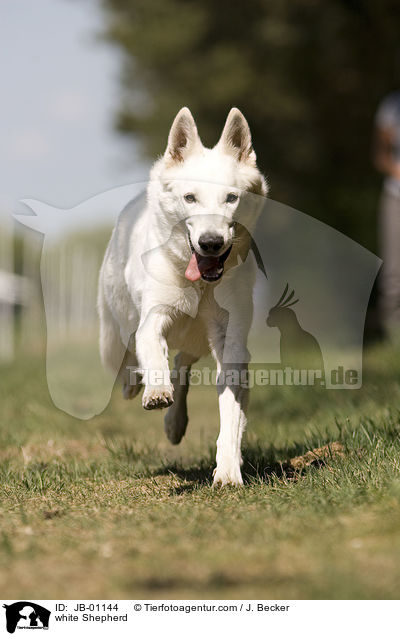 white Shepherd / JB-01144