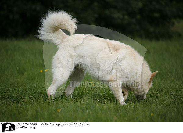 snuffling dog / RR-16866