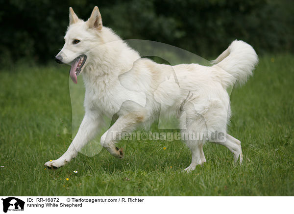 running White Shepherd / RR-16872