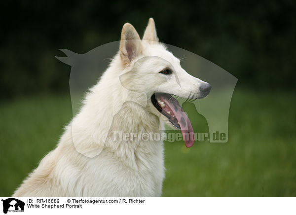 White Shepherd Portrait / RR-16889