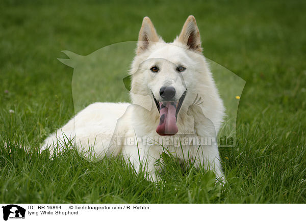 lying White Shepherd / RR-16894