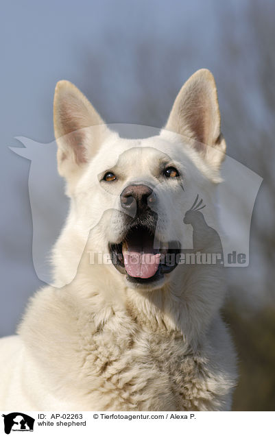 white shepherd / AP-02263