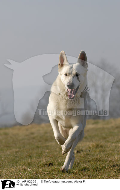 white shepherd / AP-02265