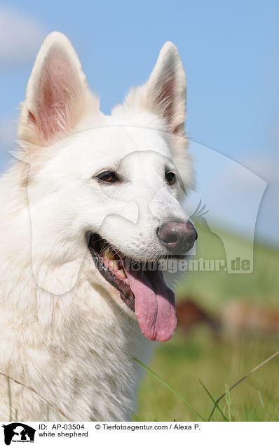 white shepherd / AP-03504