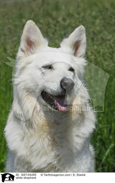 white shepherd / SST-04295