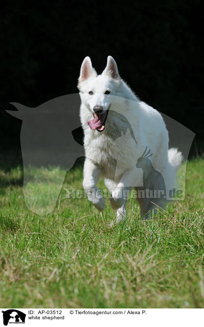 white shepherd / AP-03512