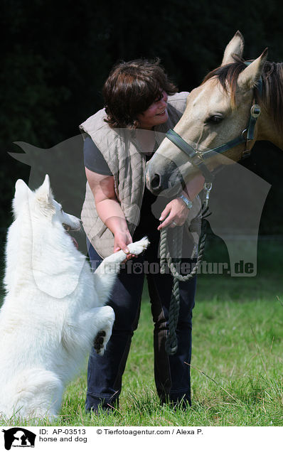 horse and dog / AP-03513