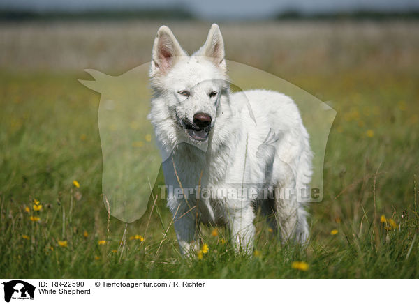 Weier Schferhund / White Shepherd / RR-22590