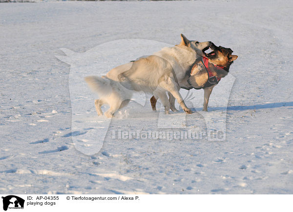 spielende Hunde / playing dogs / AP-04355