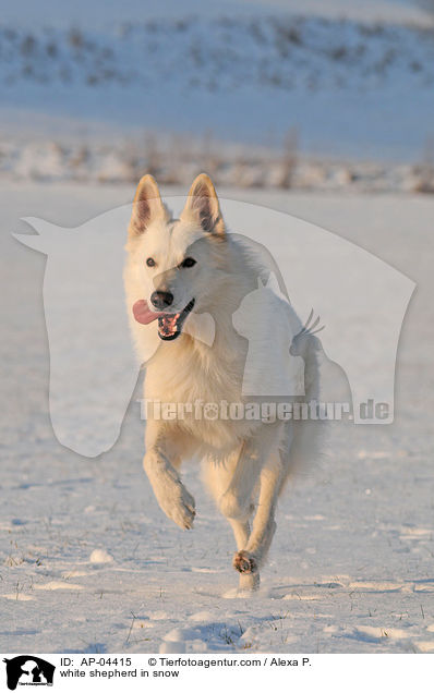 white shepherd in snow / AP-04415