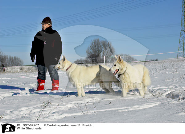 Weie Schferhunde / White Shepherds / SST-04967