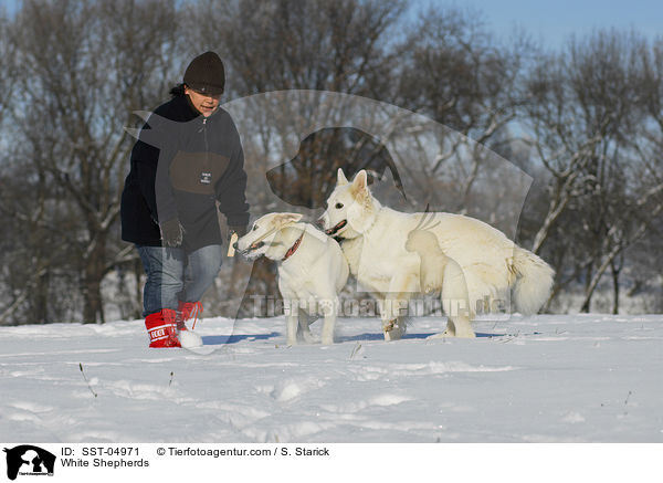 Weie Schferhunde / White Shepherds / SST-04971