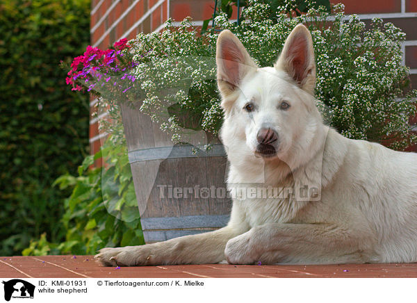 Weier Schferhund / white shepherd / KMI-01931