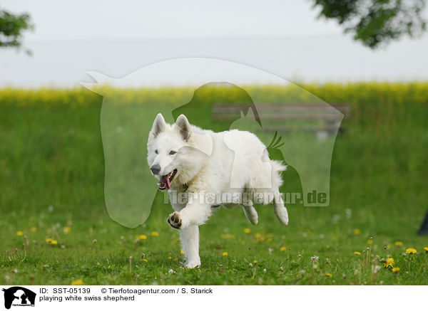 playing white swiss shepherd / SST-05139