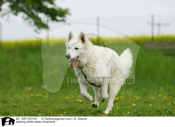 playing white swiss shepherd / SST-05140