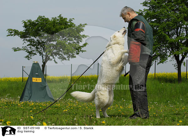 dog training / SST-05149