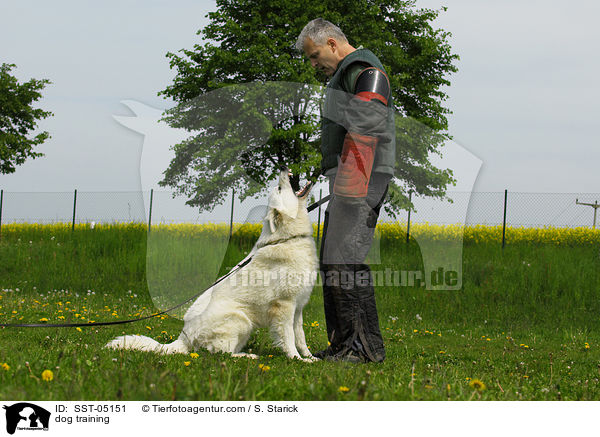 dog training / SST-05151