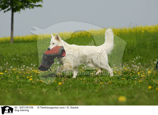 dog training / SST-05156