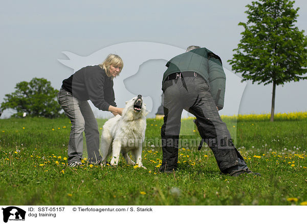 dog training / SST-05157