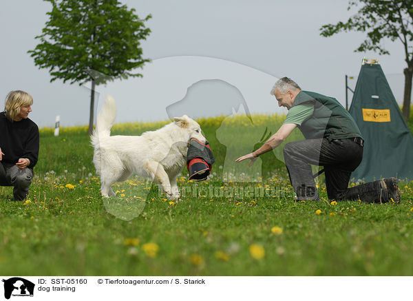 dog training / SST-05160